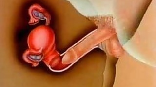 Fertilization through internal ejaculation